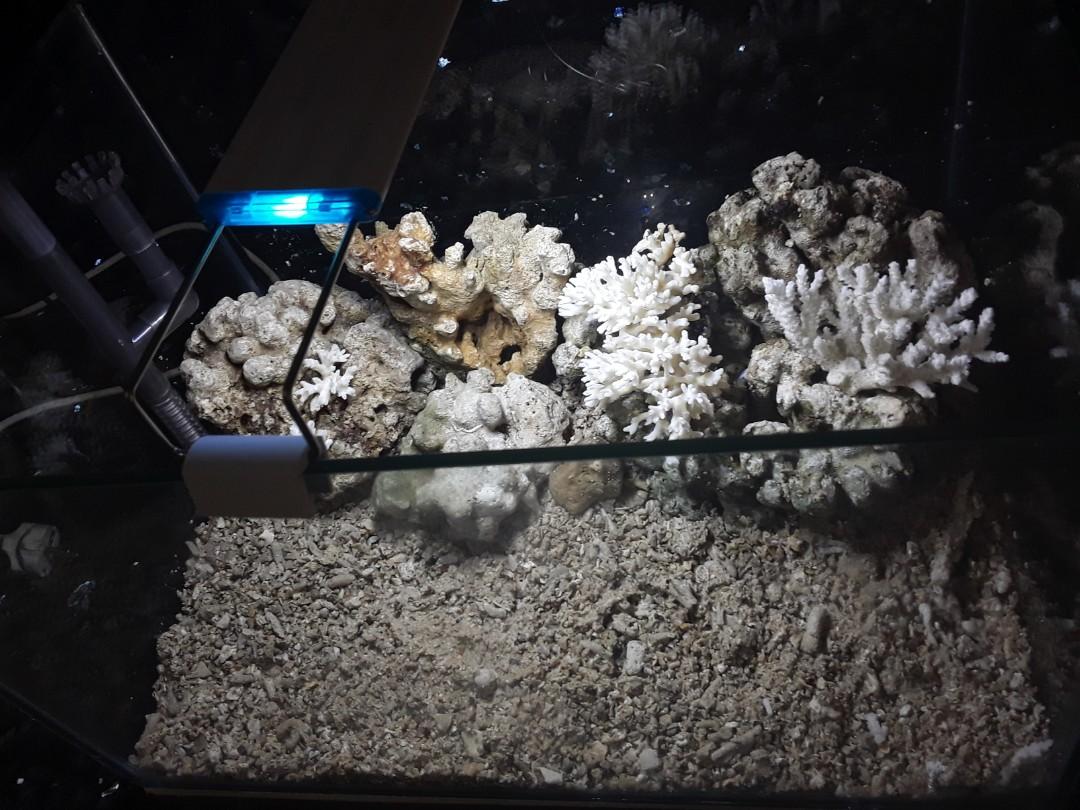 Aquarium Air Laut Pet Supplies Accessories On Carousell