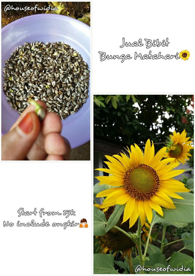 Bunga Matahari Langka / Tak Perlu Ke Luar Negeri 4 Jenis Flora Ini Ada Di Indonesia : Livery als bunga matahari by: