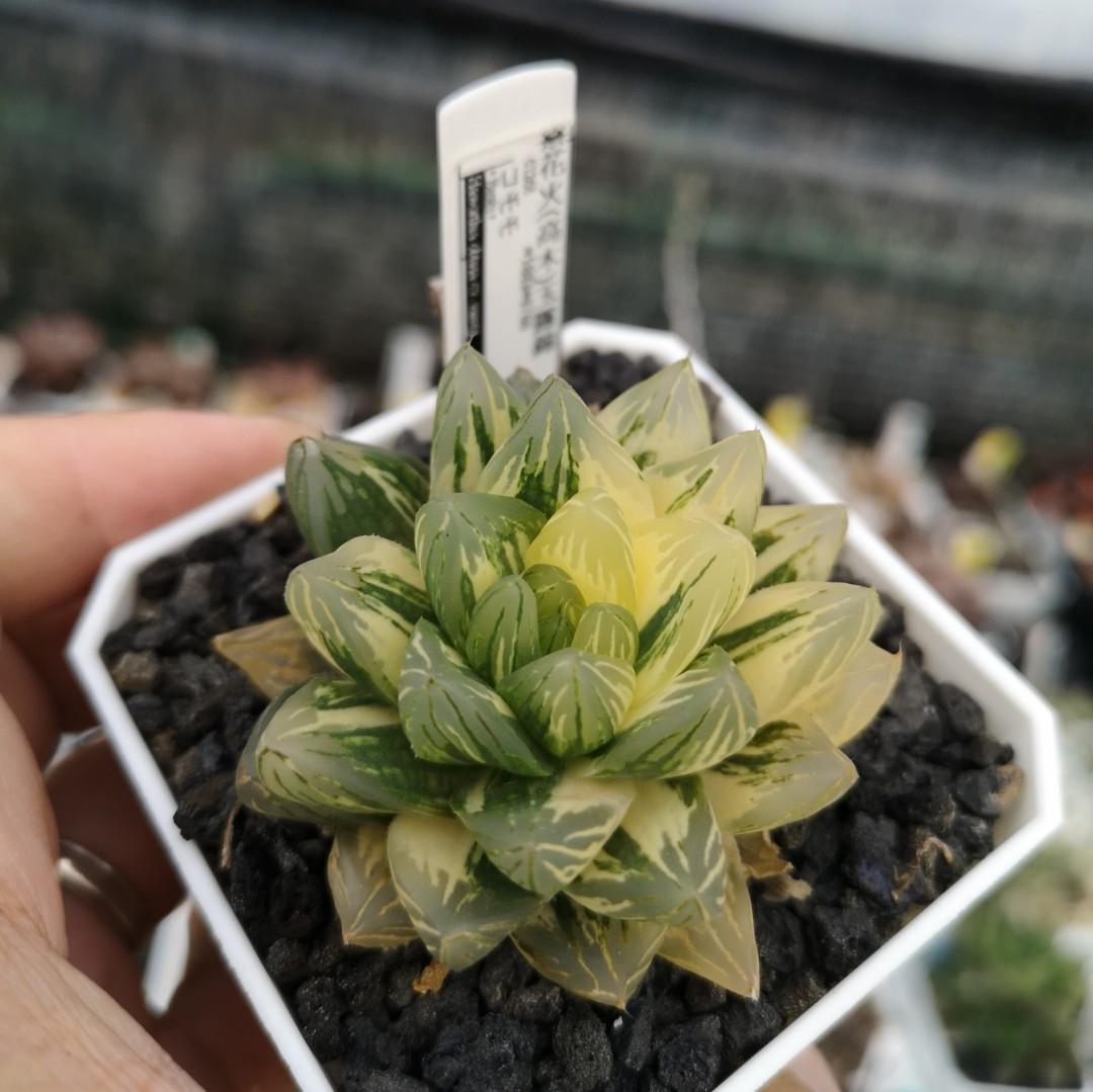 Haworthia Obtusa Hanabi Variegated Offset Furniture Home Living Gardening Plants Seeds On Carousell