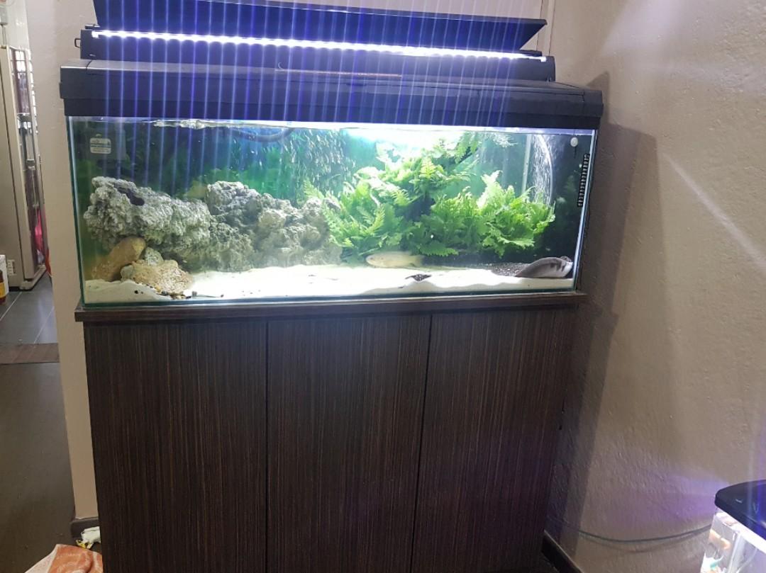 4ft fish tank