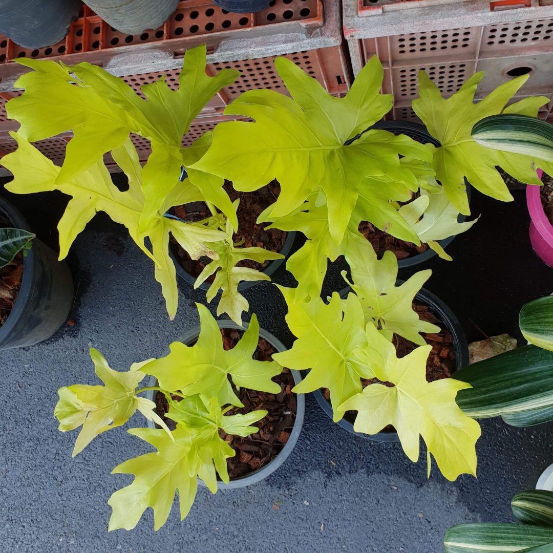 Philodendron Warscewiczii Aureum For Sale Gardening Plants On Carousell