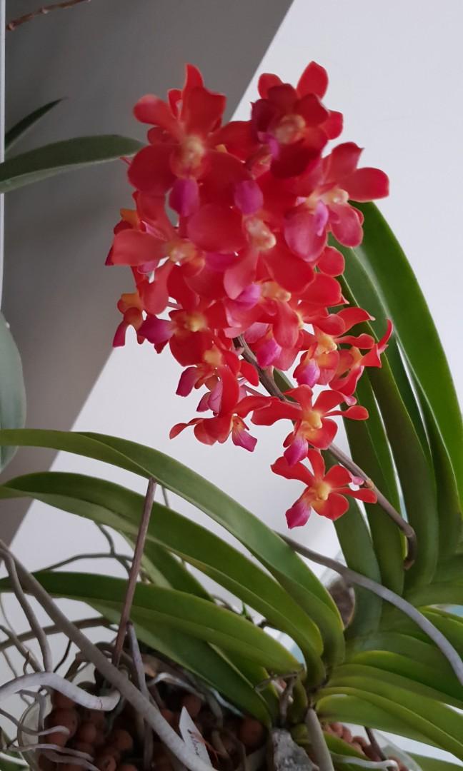 Vanda Orchids In Hydroponics Gardening Plants On Carousell