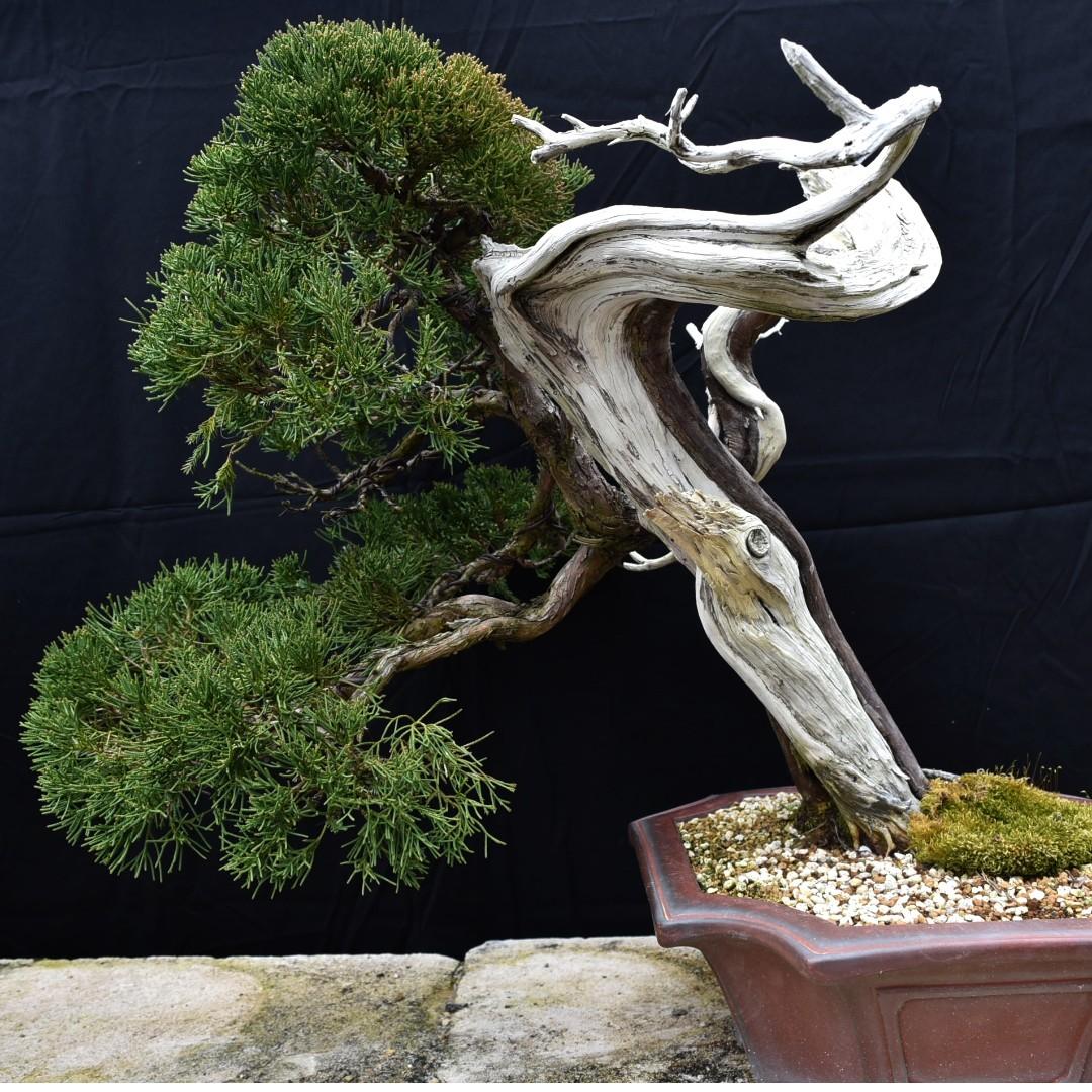 Japan Bonsai Juniper Shimpaku Yamadori, 150 Yrs Old, Height 50cm Width  55cm, Gardening, Plants on Carousell