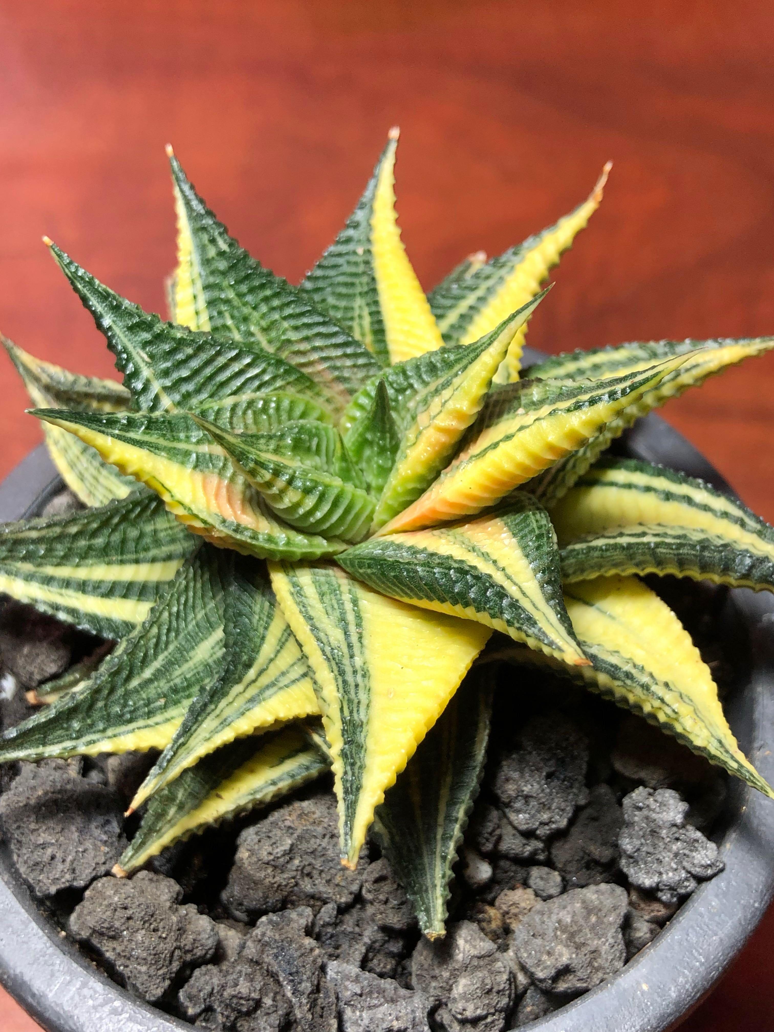 Haworthia limifolia f. variegata (Fairy Washboard) pot 2, Furniture