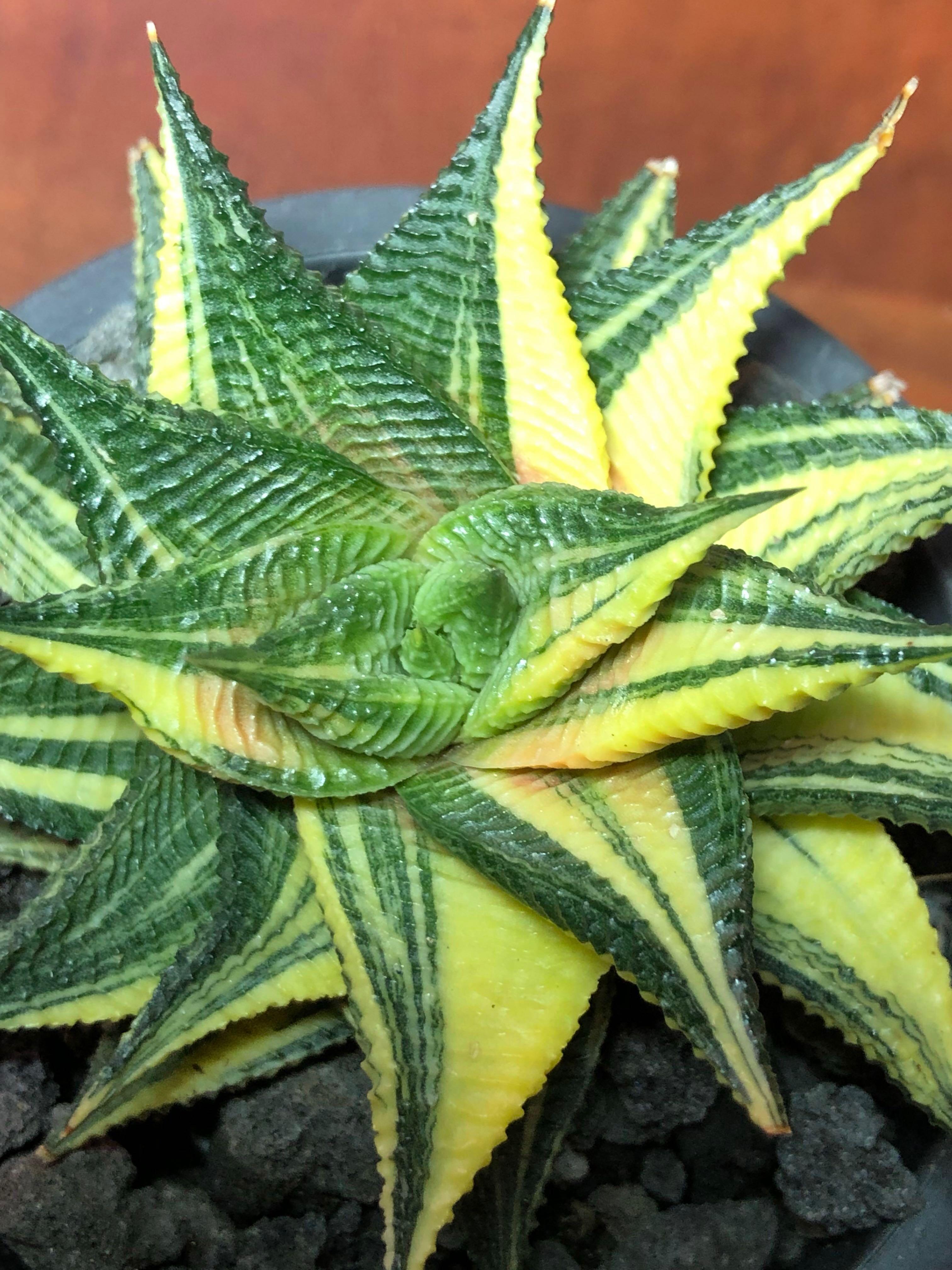 Haworthia limifolia f. variegata (Fairy Washboard) pot 2