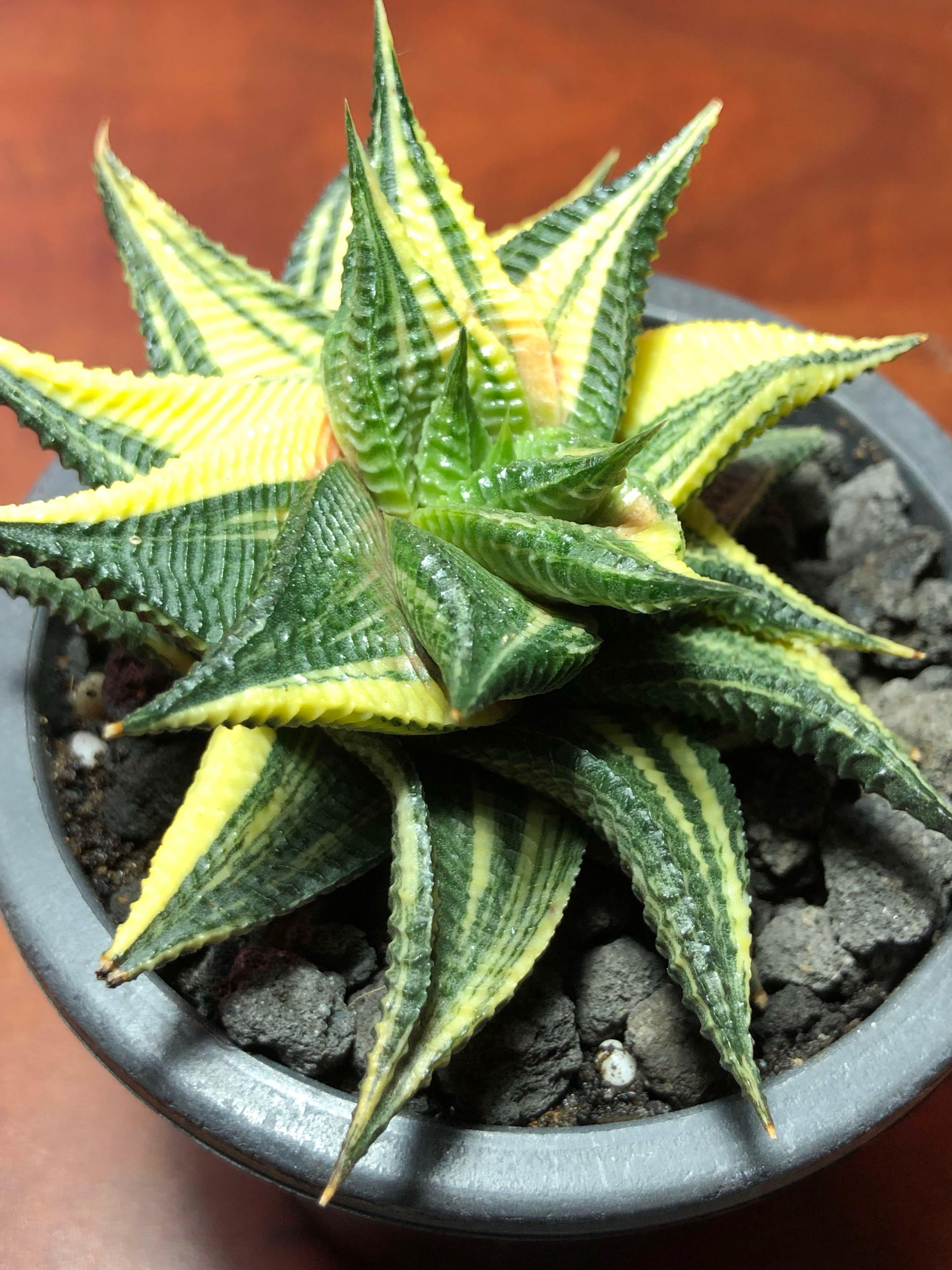 Haworthia limifolia f. variegata (Fairy Washboard) pot 2