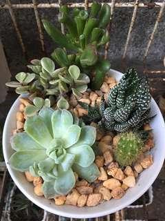 Terrarium / dish graden - Cactus & Succulents