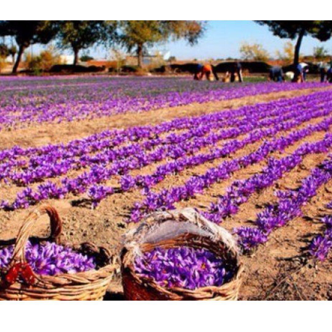 Original Kashmiri Saffron for Sale, Beauty & Personal Care, Face, Face