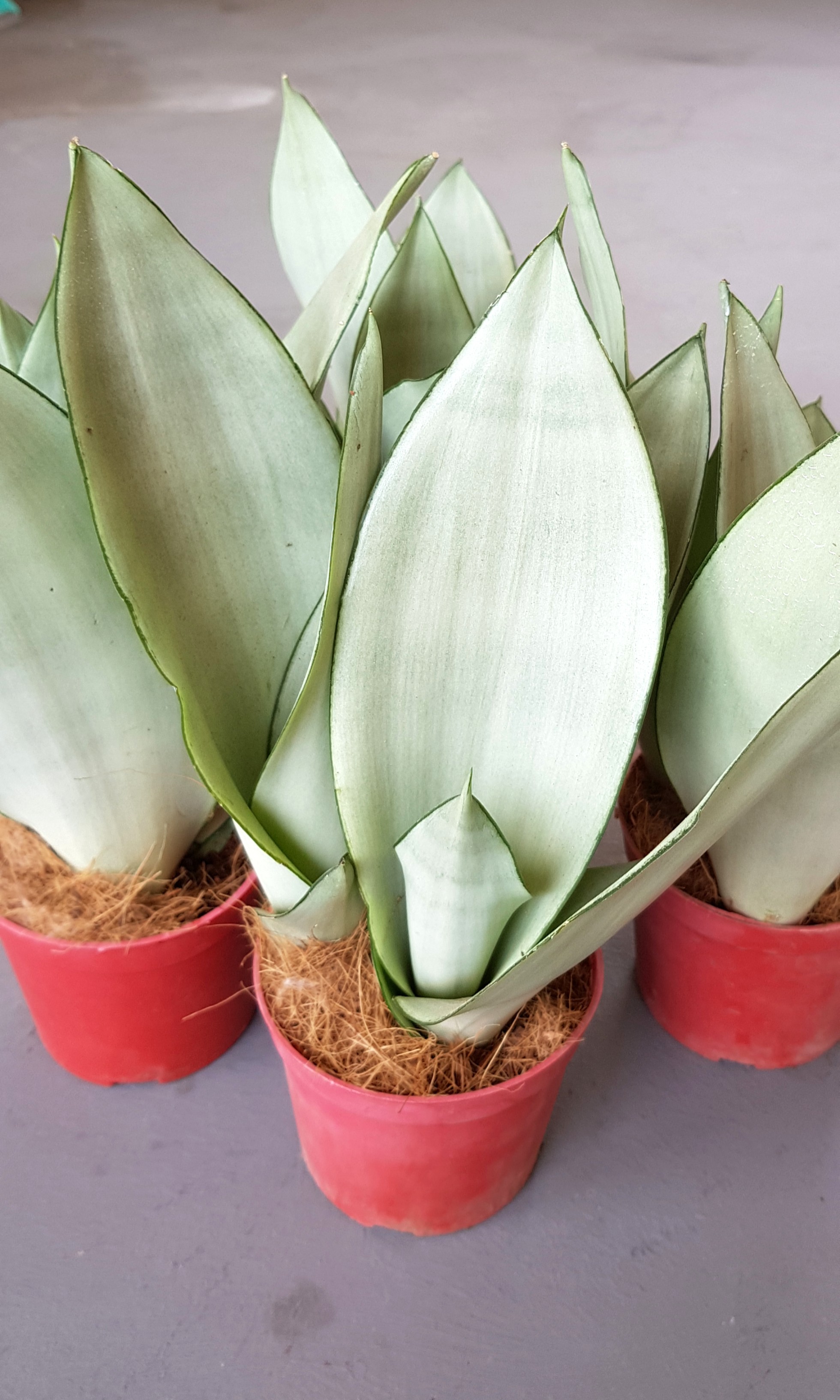 Plant Sansevieria Moonshine Silver Queen 14 90 18 90 Furniture Home Living Gardening Plants Seeds On Carousell