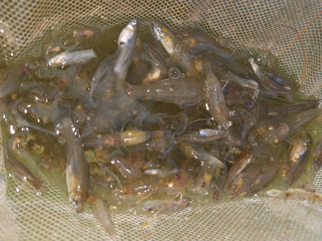 溪蝦大肚魚，自家魚塭繁殖生產（圖片慢慢補上 照片瀏覽 3