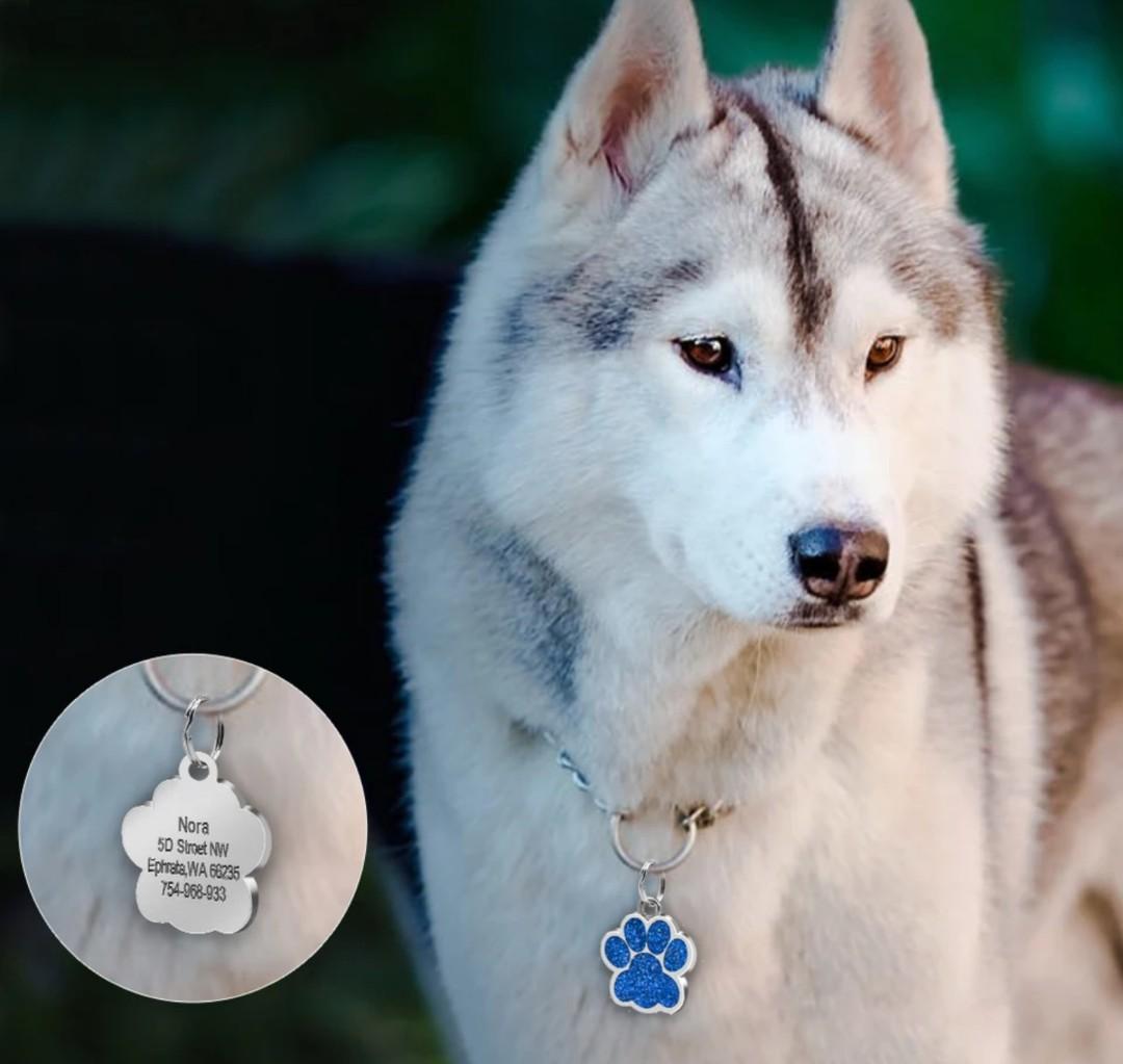 Best dog tags 2019 online