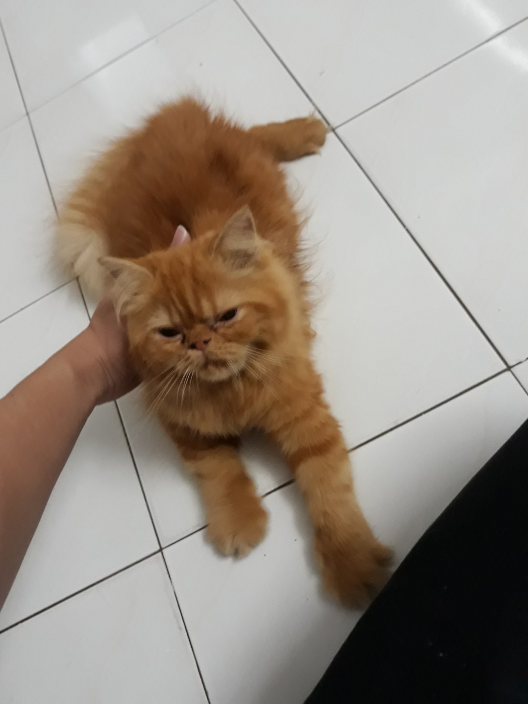 Flat face low nose kitten, Pet Supplies, Pet Accessories on Carousell