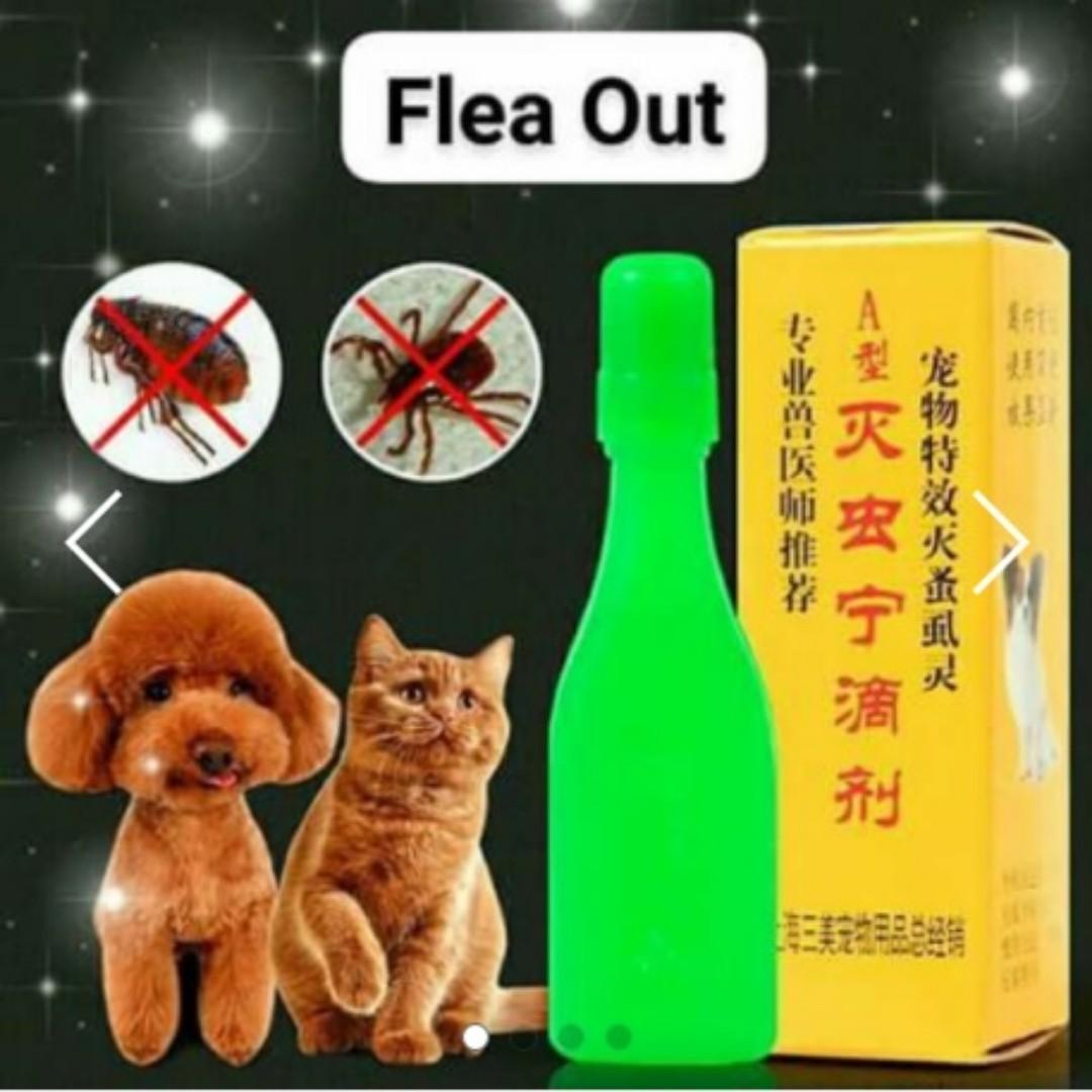 Ubat Kutu Kucing Flea Out Viral Pet Supplies Health Grooming On Carousell