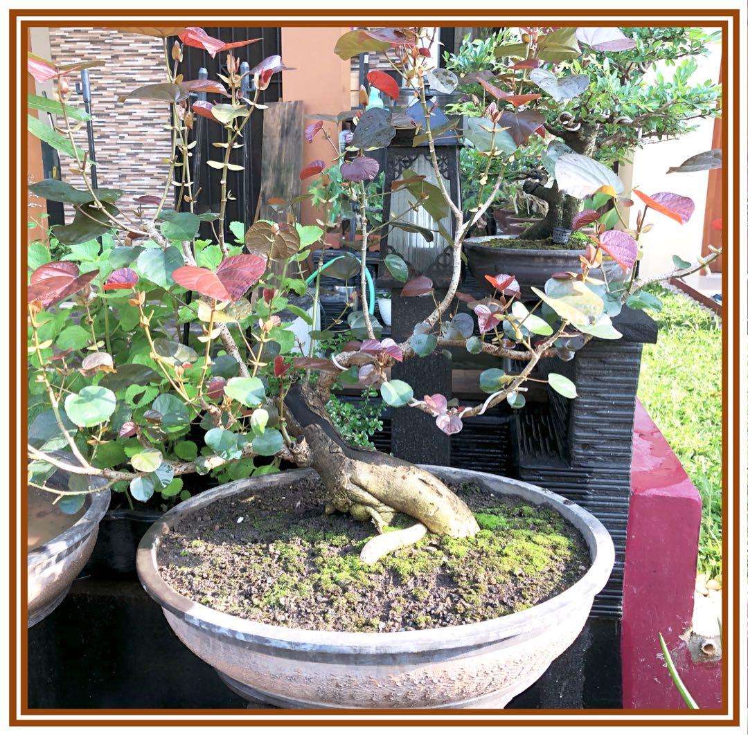 Bonsai Waru Merah Perkebunan Di Carousell