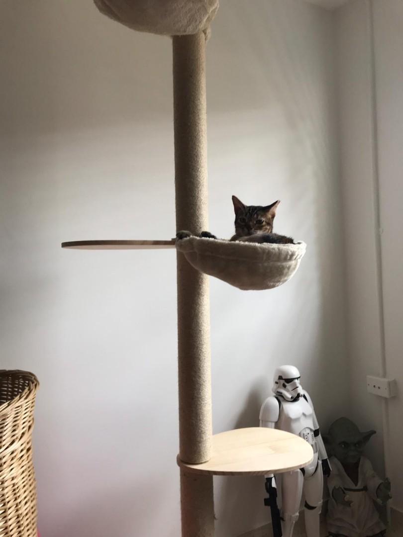 Instock 4 Tiers Available Floor To Ceiling Cat Tree Cat Condo