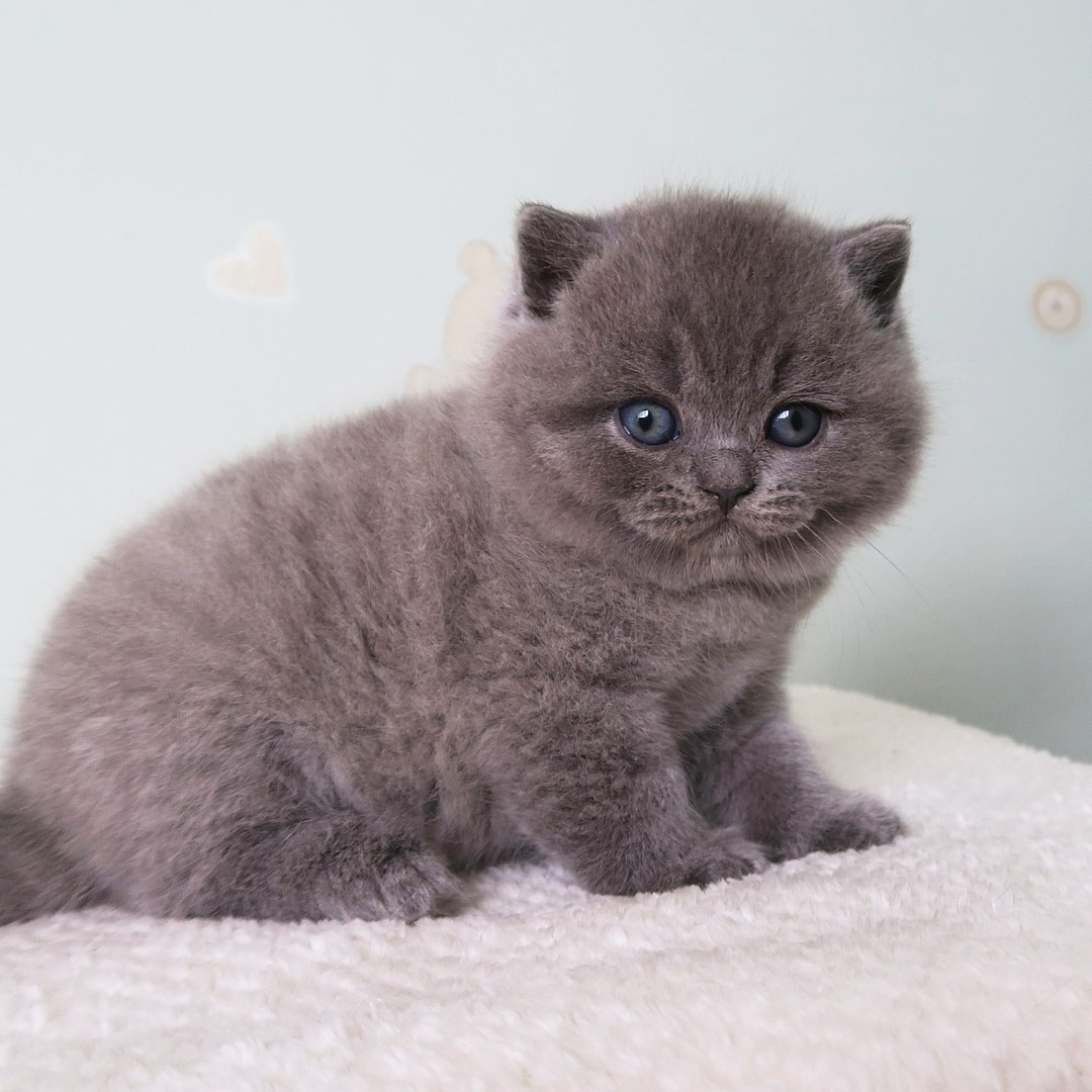 Harga Kucing British Shorthair Terbaru 2020 Kucing Co Id