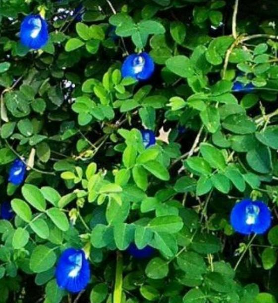 單瓣蝶豆花種子 居家生活 園藝在旋轉拍賣