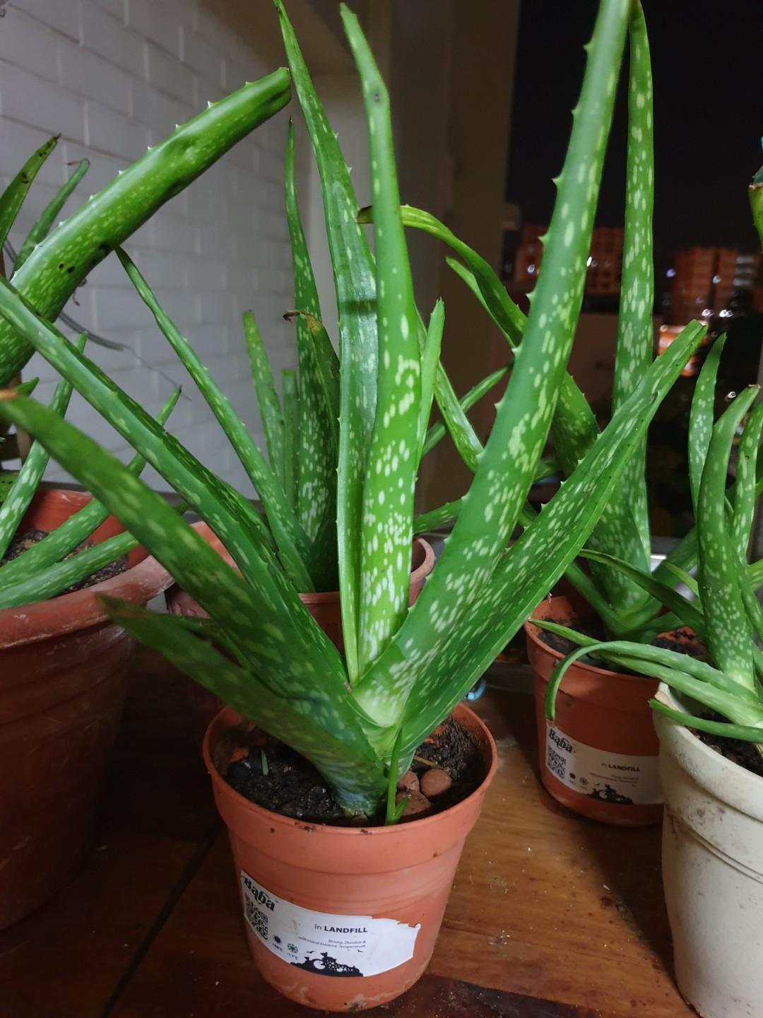 Aloe Vera Plant In Stock Gardening Plants On Carousell