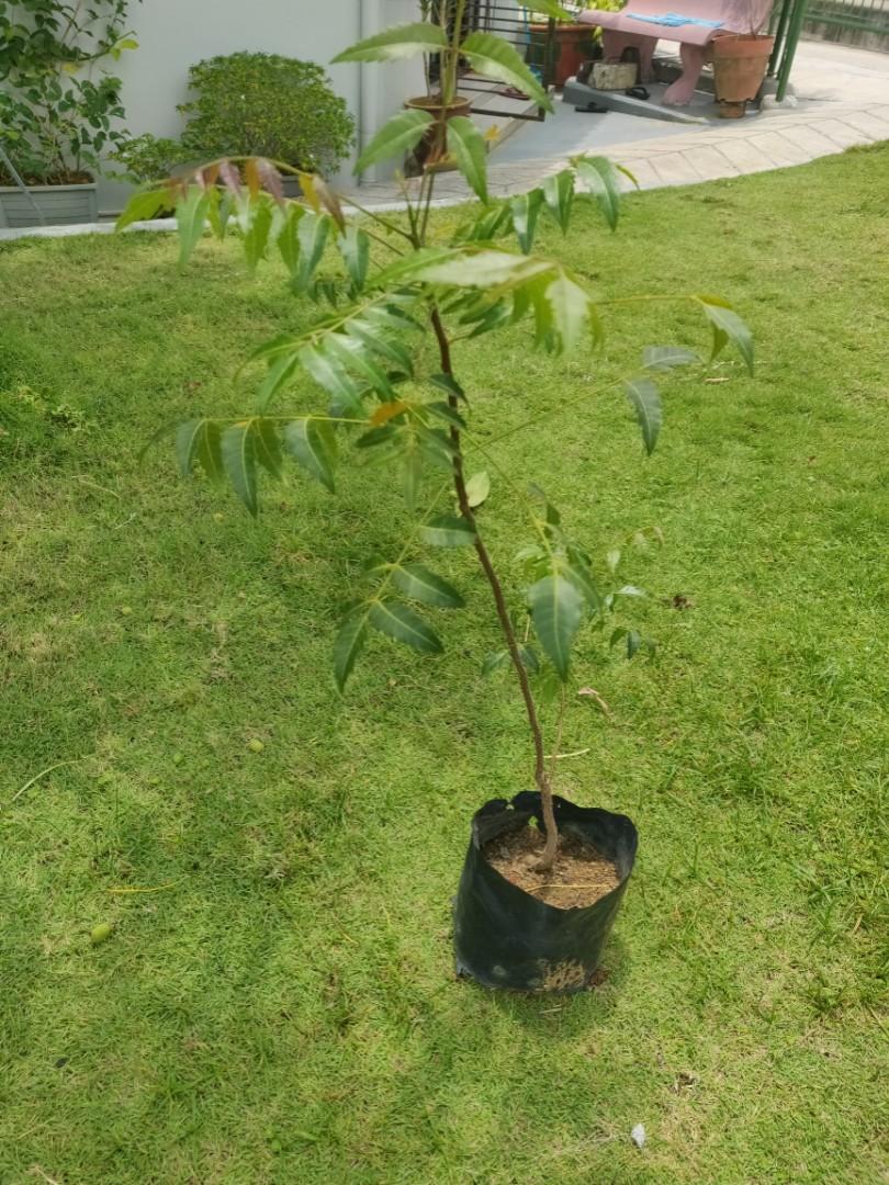 Neem Tree Aka Azadirachta Indica Gardening Plants On Carousell