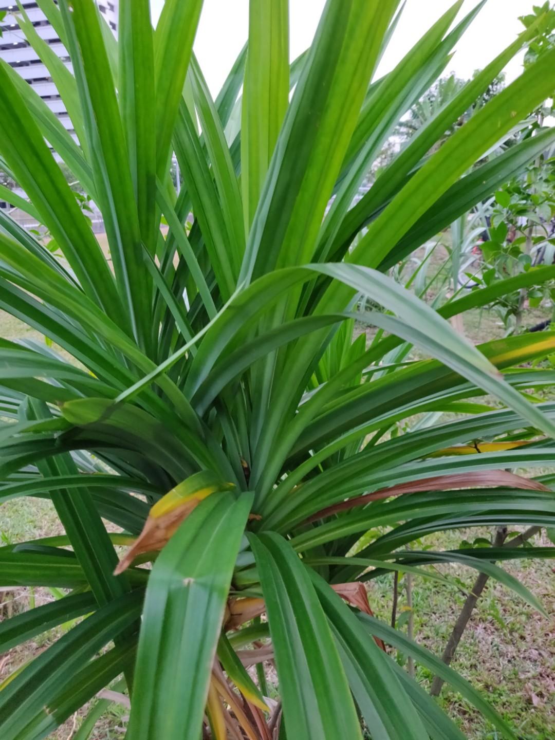 Pandan plants/leaves (Pandanus amaryllifolius), Furniture & Home Living