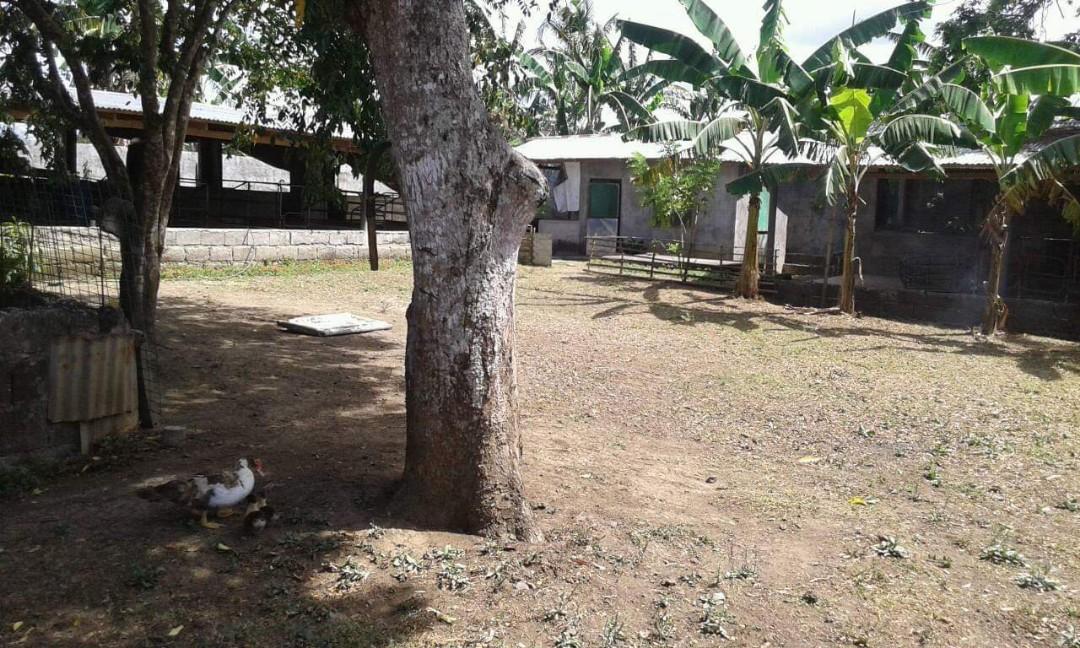 Piggery farm lot Lipa, Batangas (Category: Community) located in Cainta. Submitted by windrea (Listing ID 222560302, Image 1). Description: For sale Piggery farm lot Located at Lipa, Batangas Can start and operate Piggery immediately farm is backyard Piggery na medium size mga 30 fattener and 20 inahin kasya. Clean title Negotiate Direct buyers to owner only For interested will send details for inquiry RFS: Stop operation, owner is based in Metro