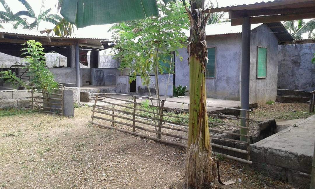 Piggery farm lot Lipa, Batangas (Category: Community) located in Cainta. Submitted by windrea (Listing ID 222560302, Image 3). Description: For sale Piggery farm lot Located at Lipa, Batangas Can start and operate Piggery immediately farm is backyard Piggery na medium size mga 30 fattener and 20 inahin kasya. Clean title Negotiate Direct buyers to owner only For interested will send details for inquiry RFS: Stop operation, owner is based in Metro