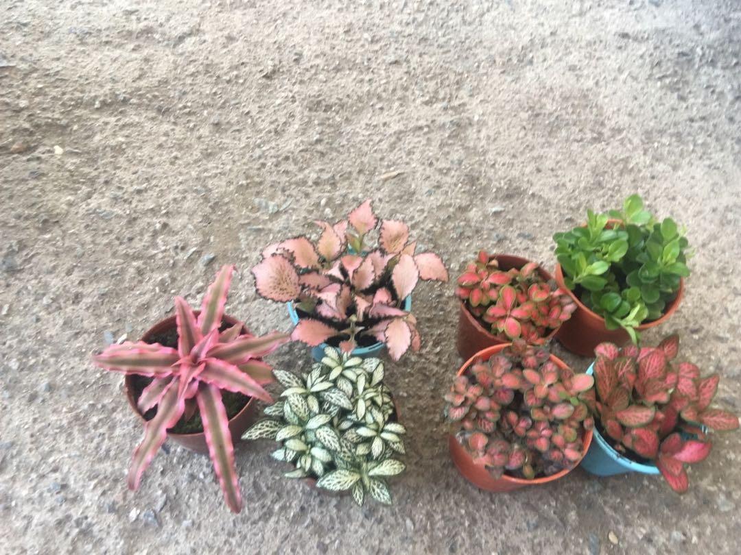 Potted Small Indoor Plants For Terrarium Gardening Plants On Carousell