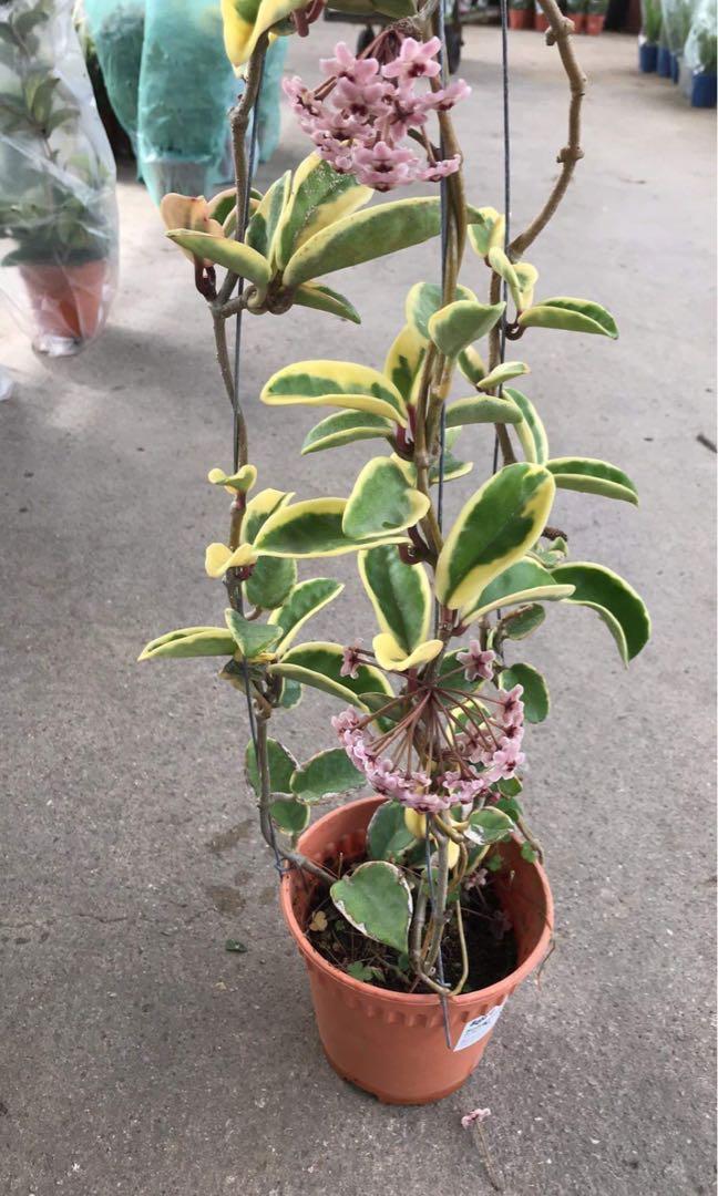 Rare Variegated Porcelain Flower Wax Plant Hoya Carnosa Gardening Plants On Carousell