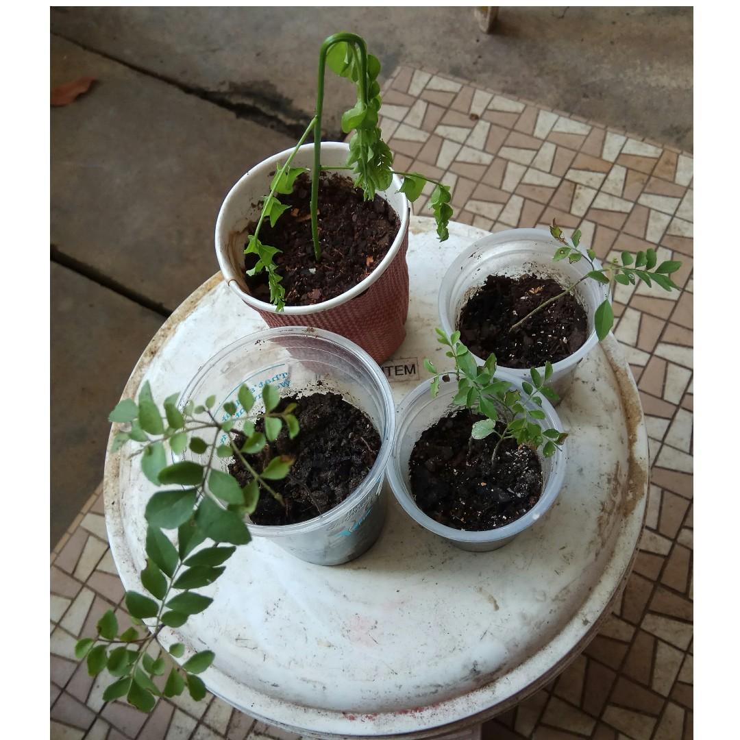Young Curry Leaf Plants (New batch available, various sizes), Gardening,  Plants on Carousell