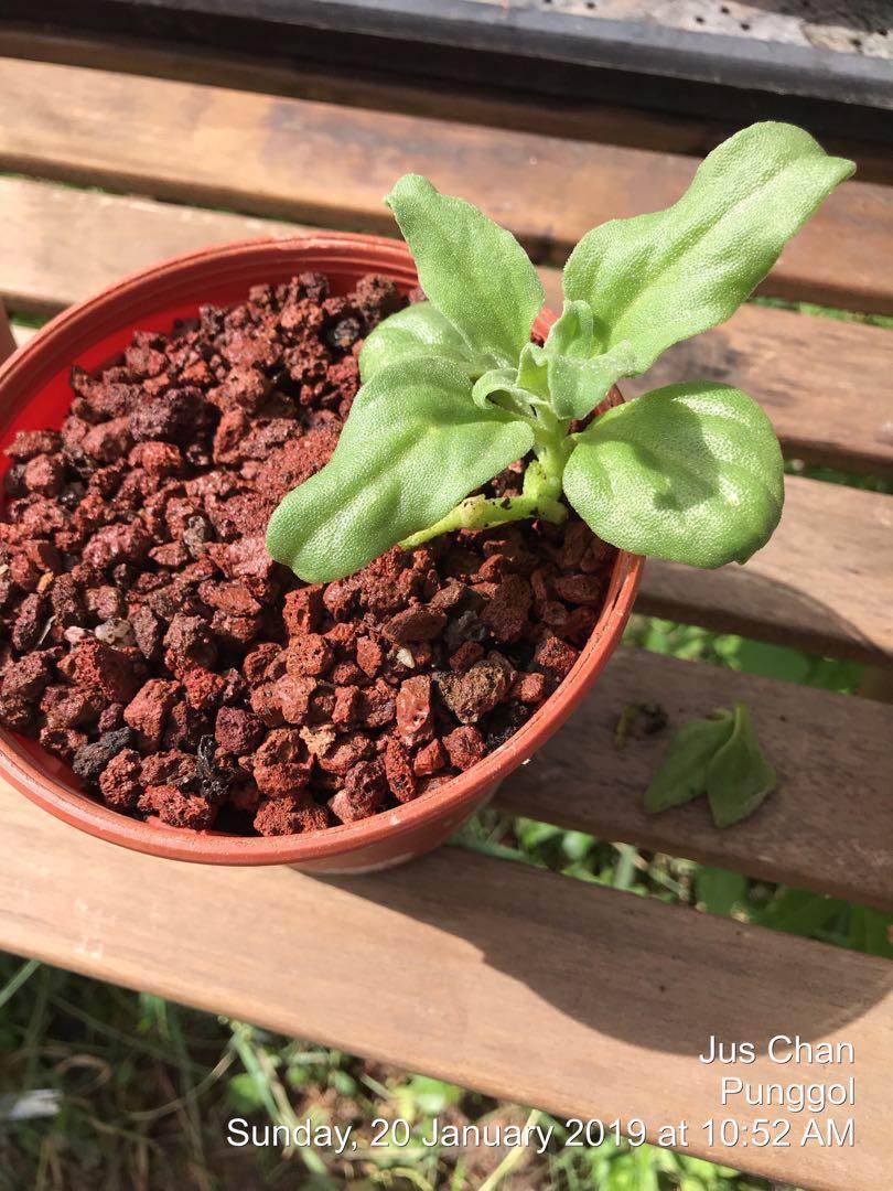 Ice Plant Edible conejocampanaenpaz