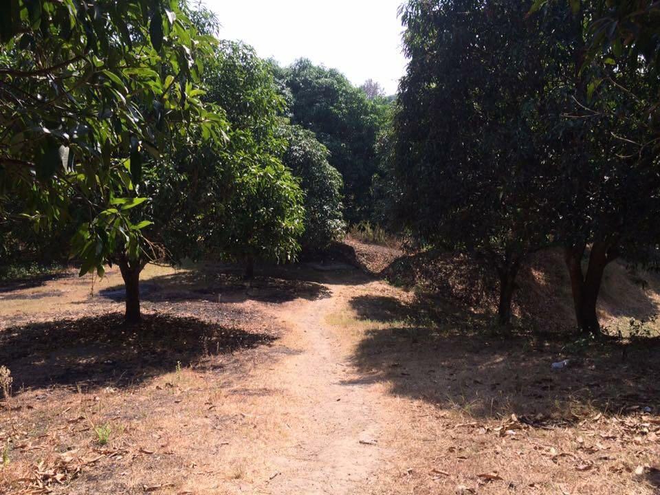 MANGO FARM In Pangasinan, Property, For Sale on Carousell