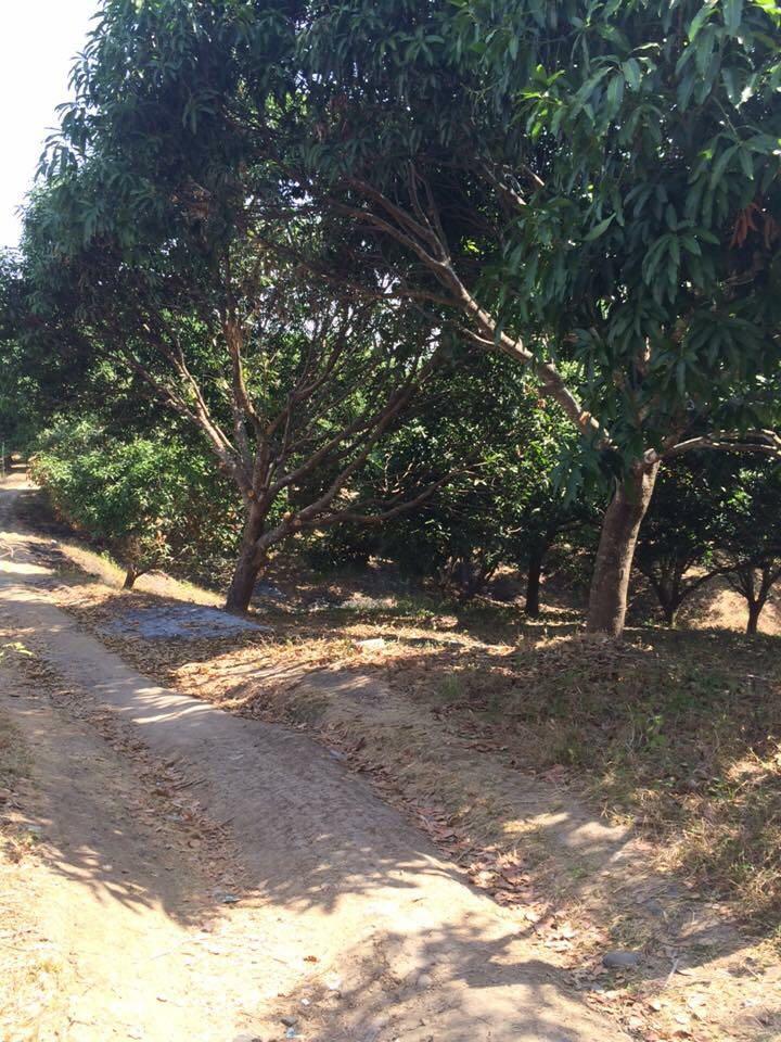 MANGO FARM In Pangasinan, Property, For Sale on Carousell
