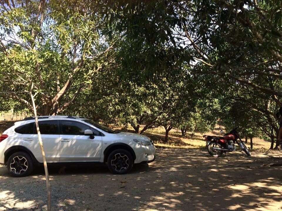 MANGO FARM In Pangasinan, Property, For Sale on Carousell