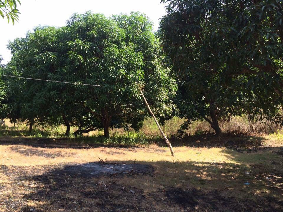 MANGO FARM In Pangasinan, Property, For Sale on Carousell