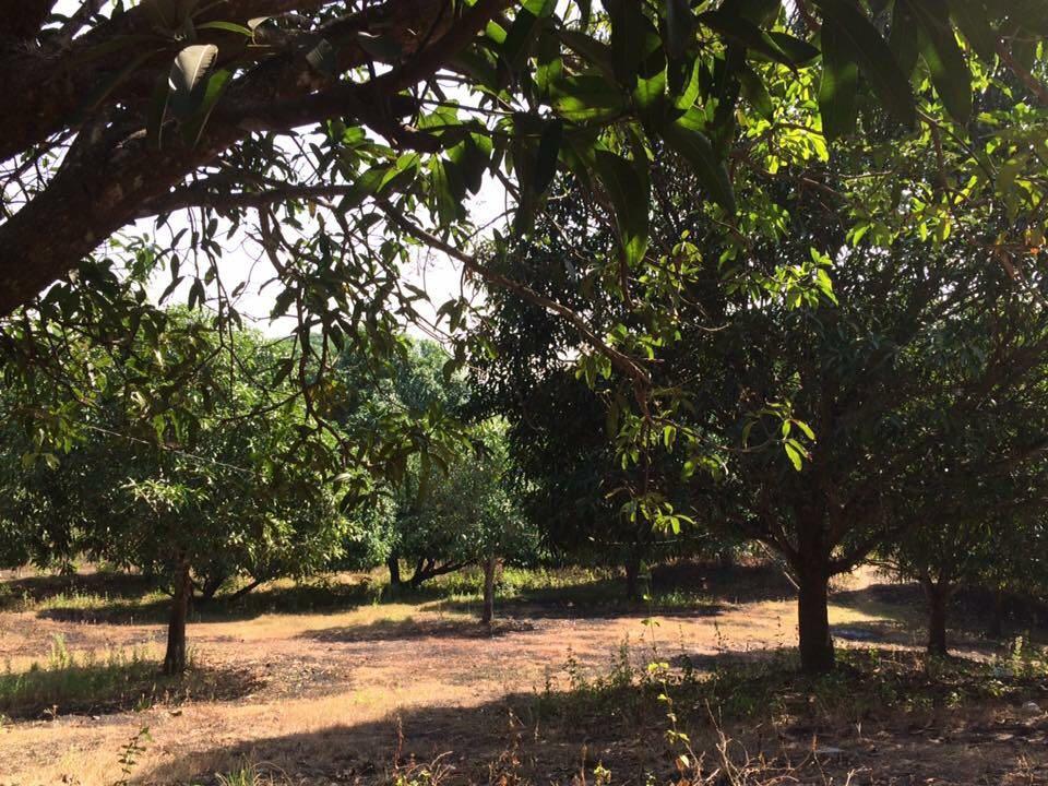 MANGO FARM In Pangasinan, Property, For Sale on Carousell