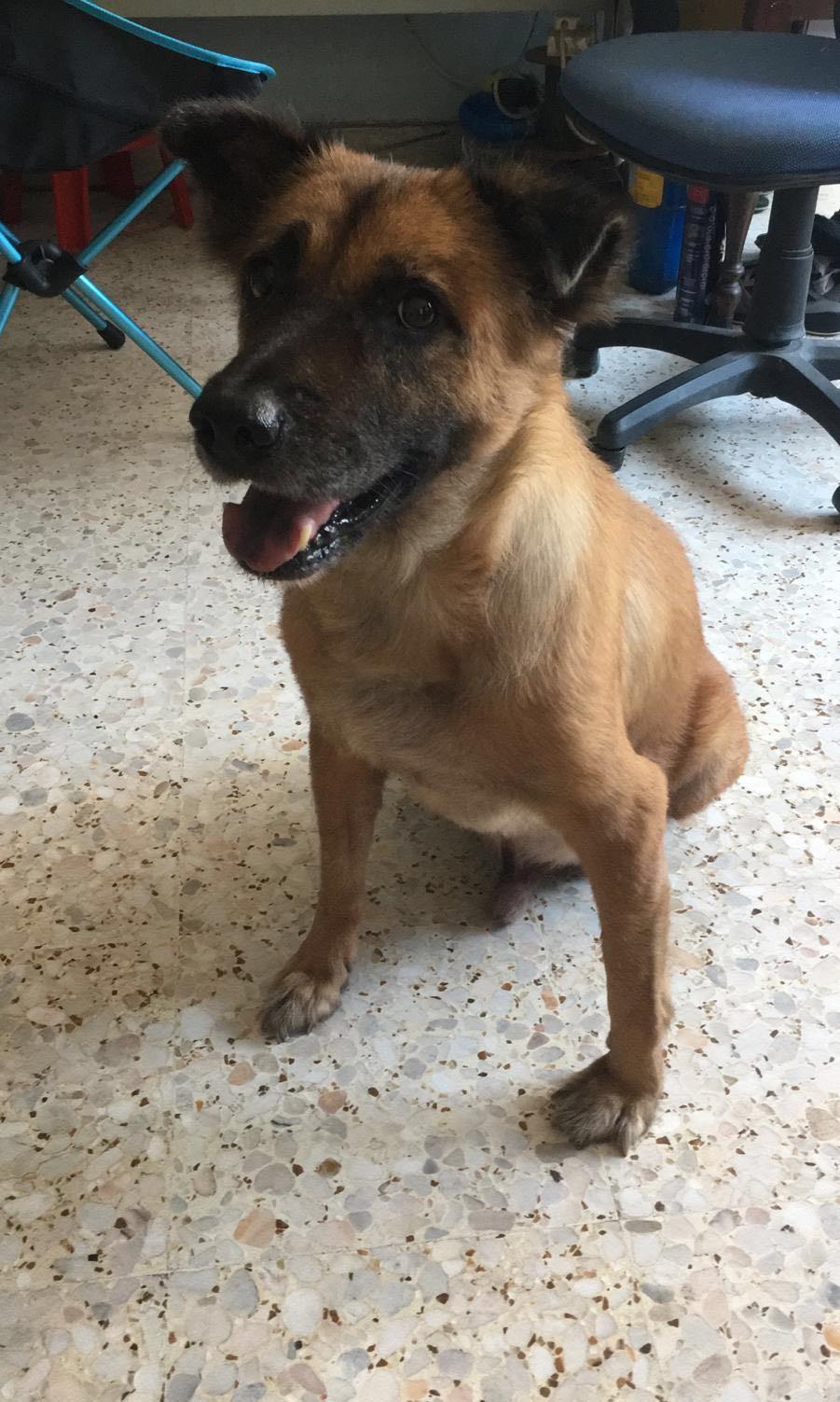 pet boarding supplies