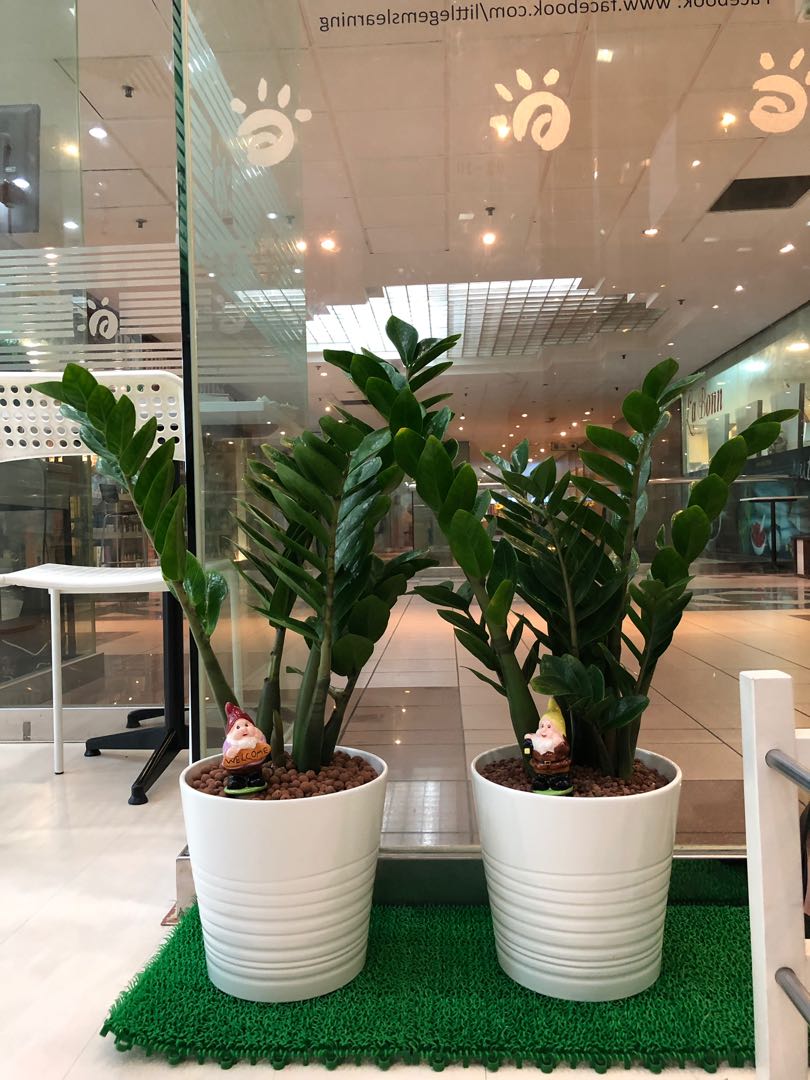 Zz Plant In Large White Pot Gardening Plants On Carousell Zz Plant In Large White Pot Gardening Plants On Carousell