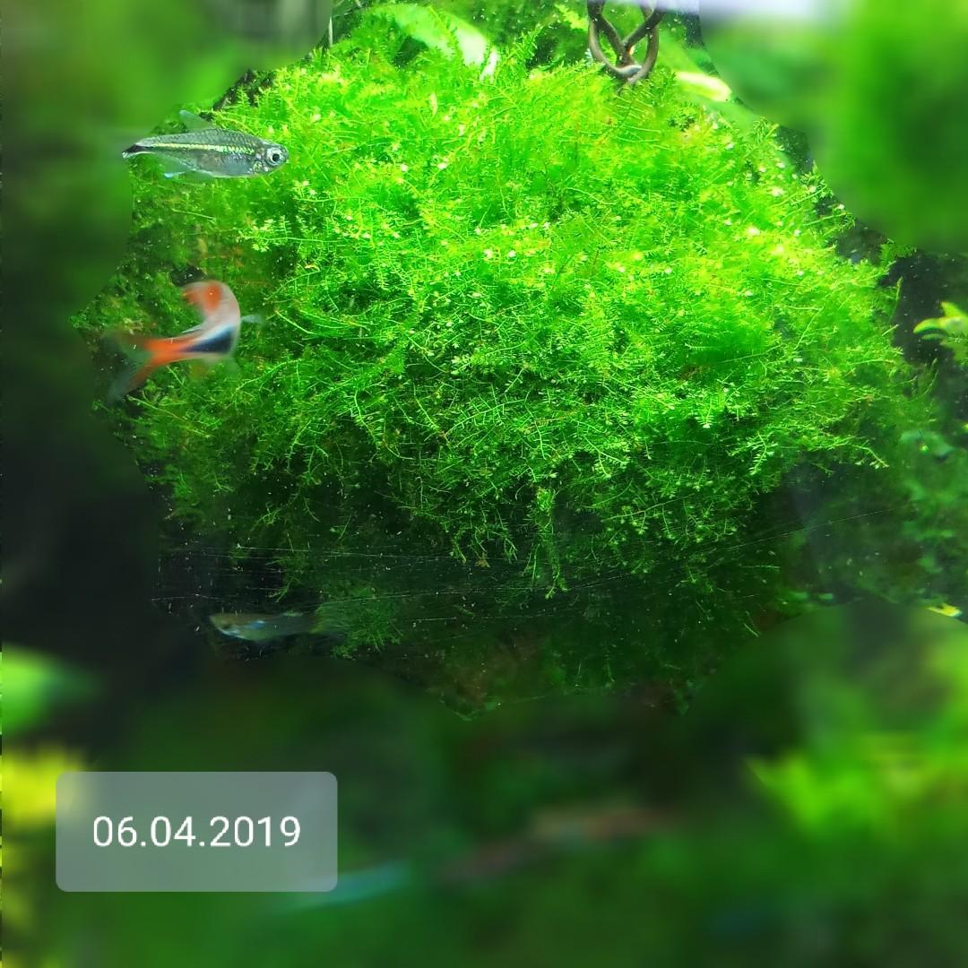 Lush Highgrade Christmas Moss Is Not Anchor Moss In Large Compact Thick Cluster For Shrimp Tank