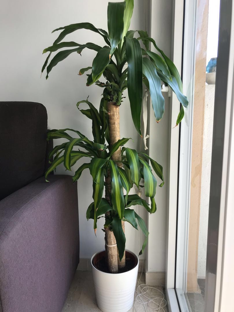 FORTUNE PLANT, Furniture & Home Living, Gardening, Plants & Seeds on