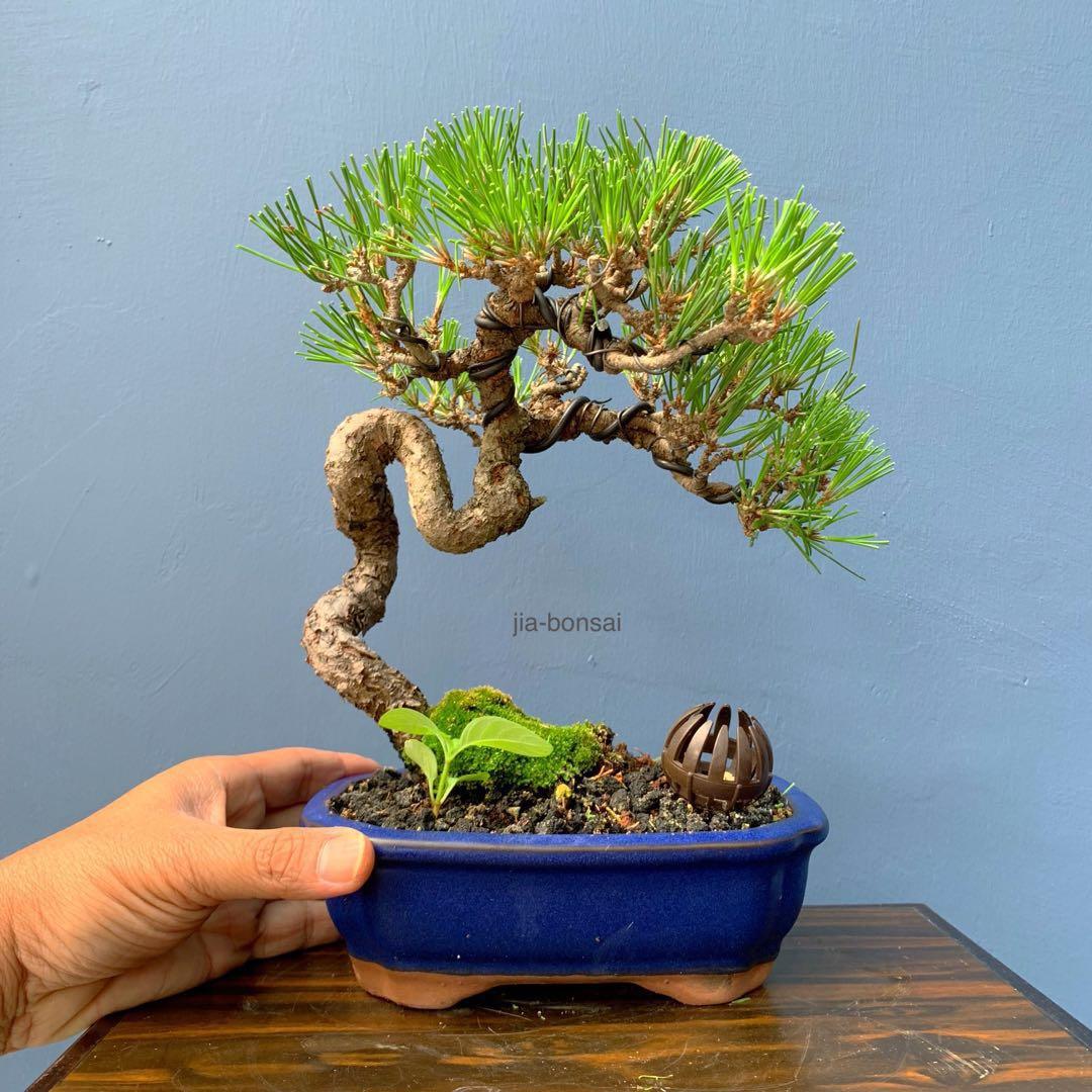 SALE Japanese Black Pine Bonsai, Gardening, Plants on Carousell SALE Japanese Black Pine Bonsai, Gardening, Plants on Carousell