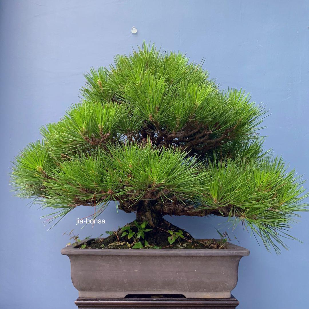 SALE Large Japanese Black Pine Bonsai, Gardening, Plants ...