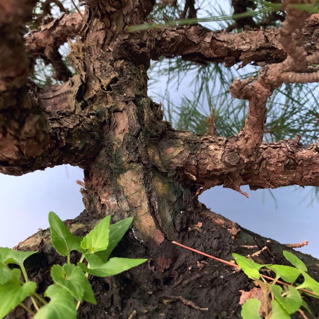 SALE Large Japanese Black Pine Bonsai, Gardening, Plants ...