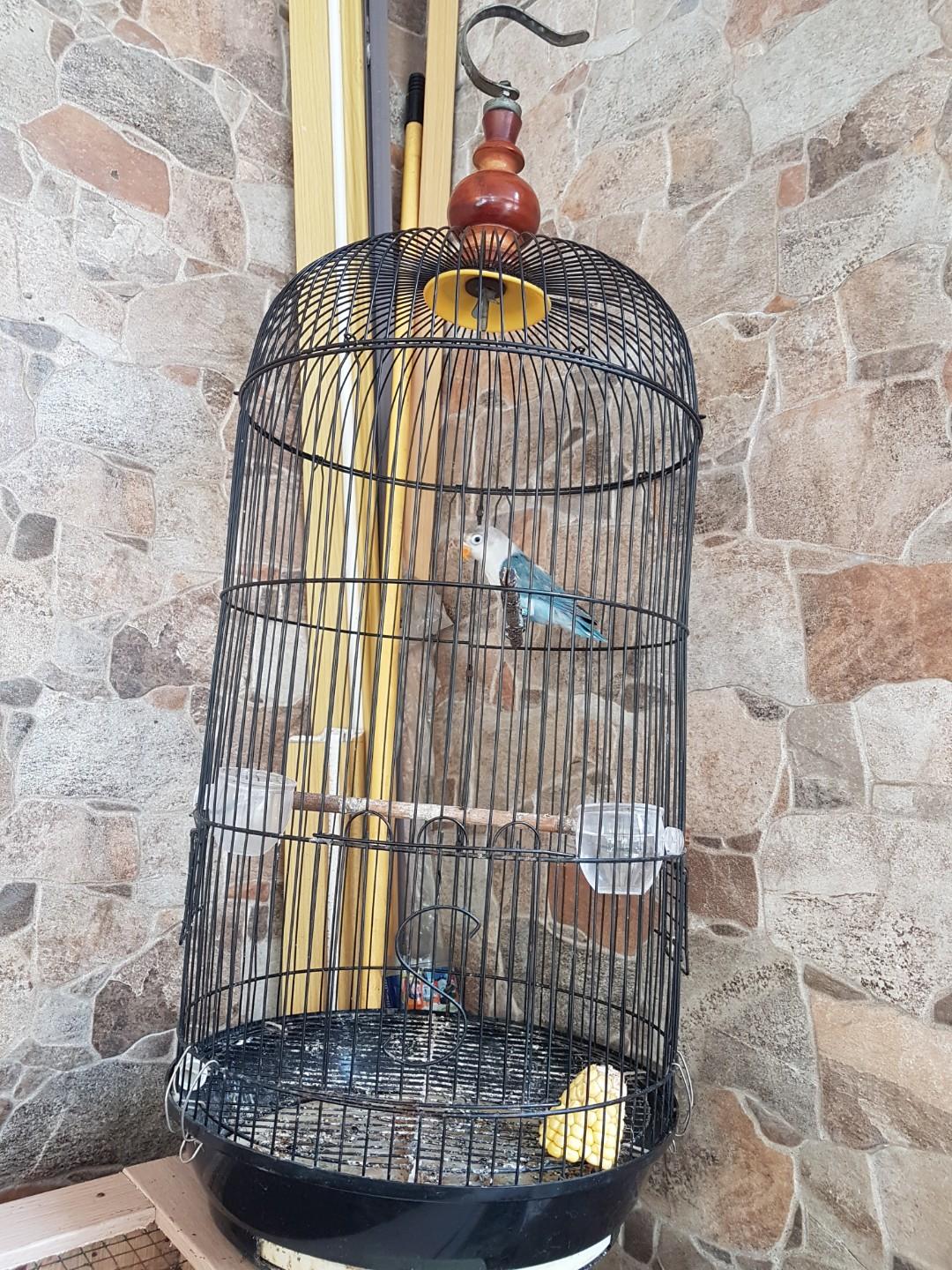 Sangkar Burung Love Bird Cobalt Pet Supplies Accessories On