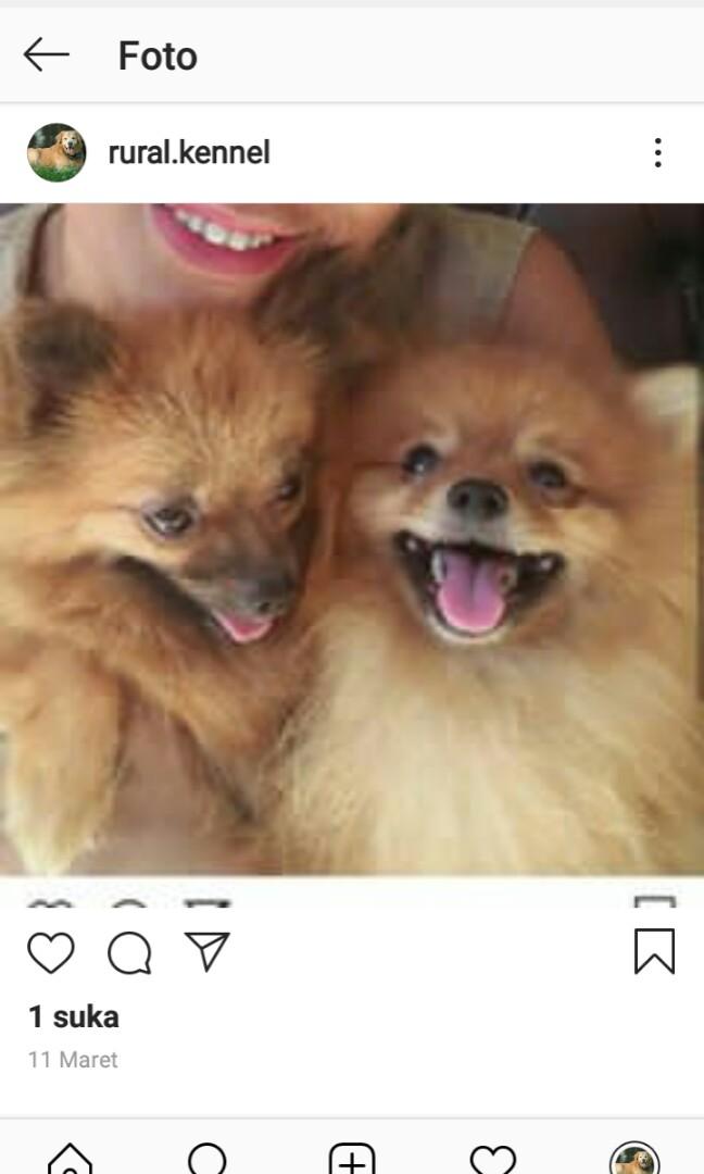 Penginapan Anjing Rumahan Pet Supplies Accessories On Carousell