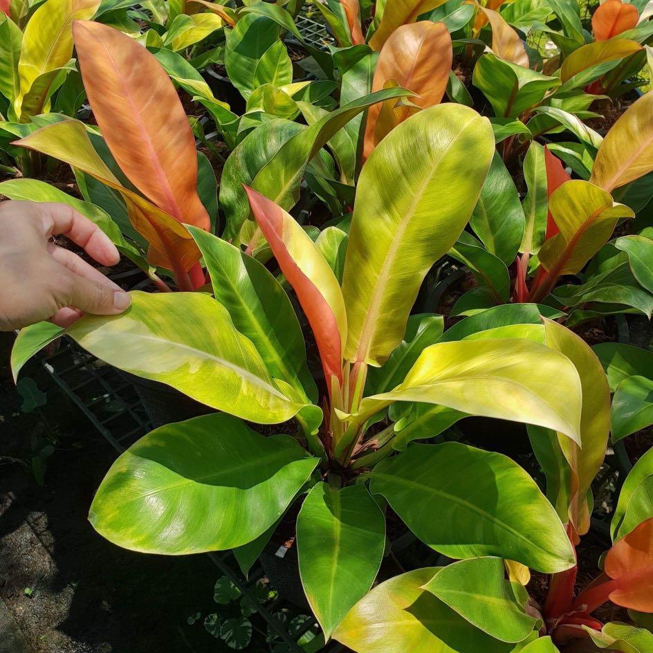 Philodendron Red Moon Furniture Home Living Gardening Plants Seeds On Carousell