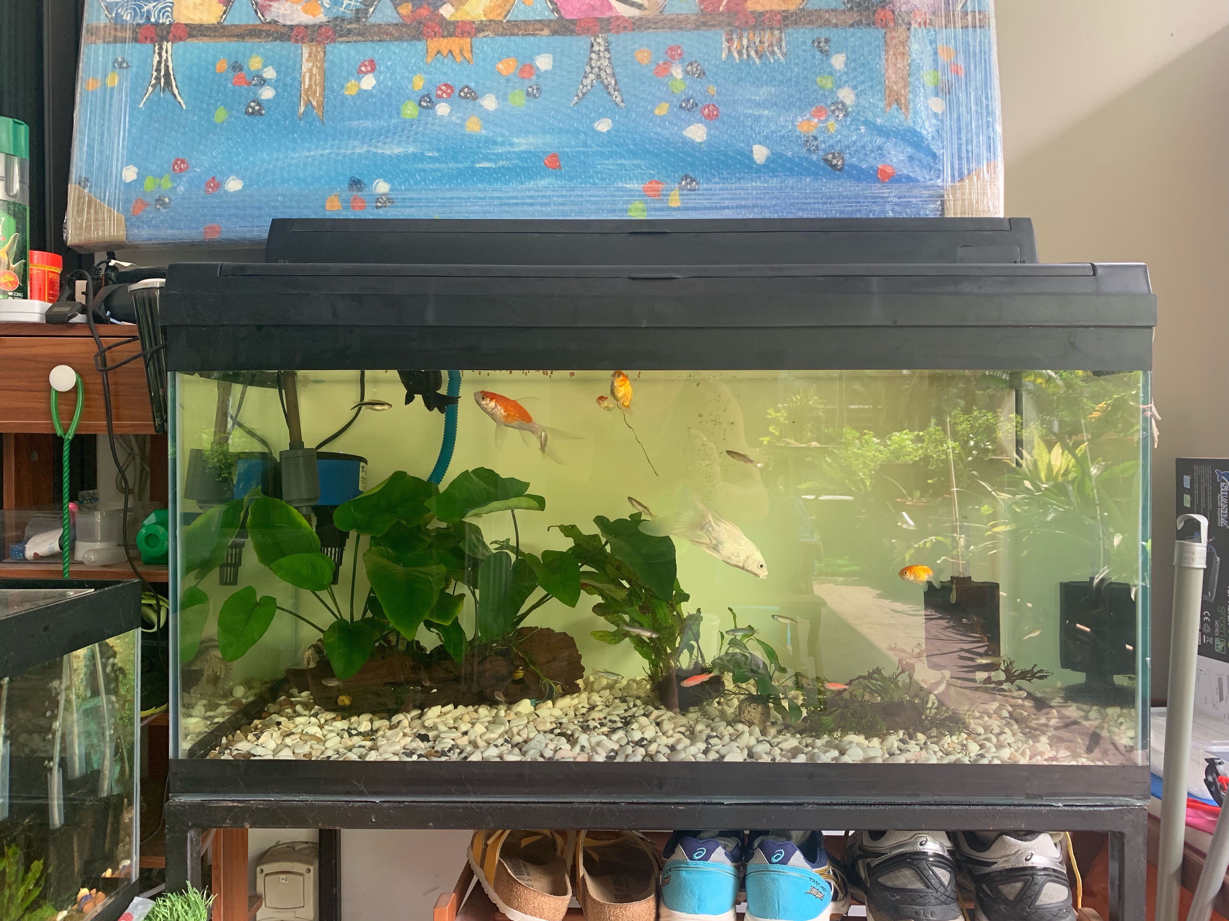 3ft fish tank