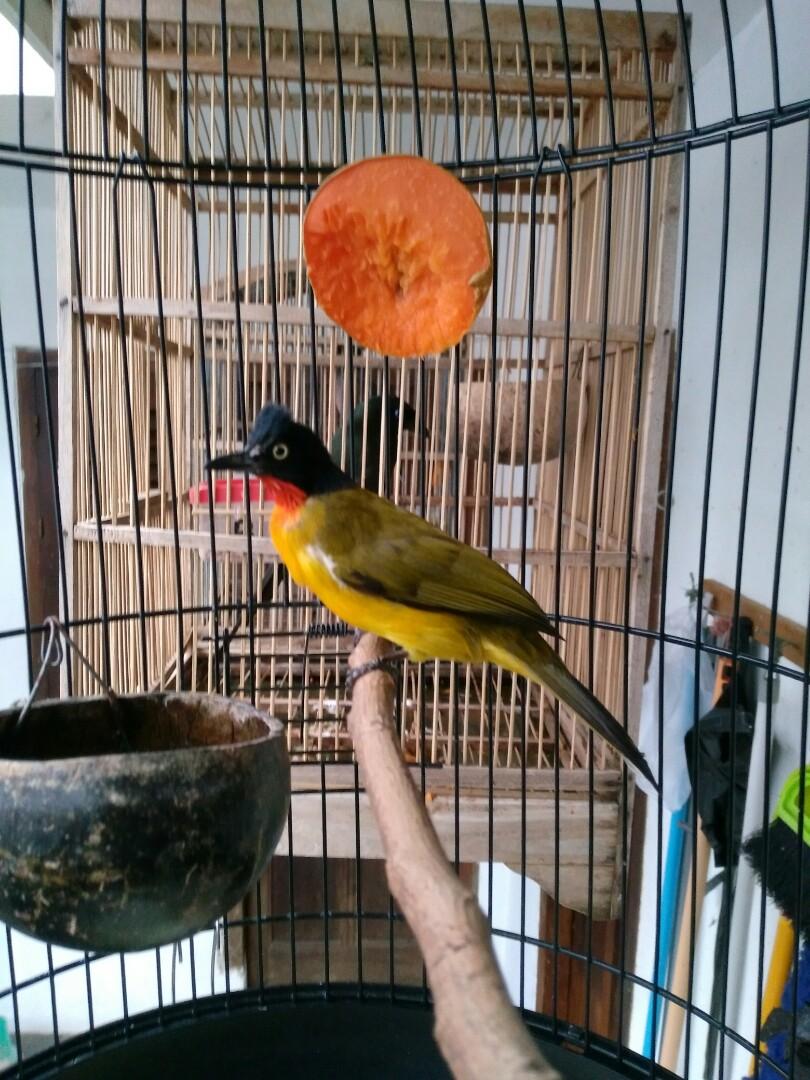 jual cepet borongan 3 burung berikut kandang