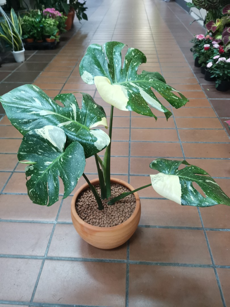 Monstera thai constellation, Gardening, Plants on Carousell