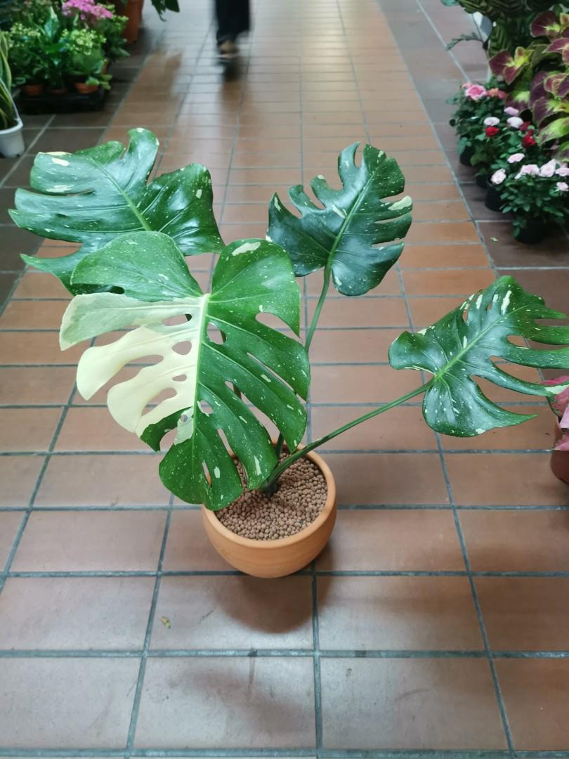 Monstera Thai Constellation Gardening Plants On Carousell