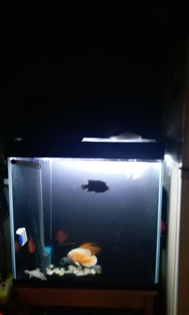 魚缸 電視及其他電器 廚房用具 濾水器及飲水機 Carousell